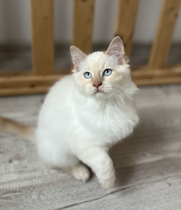 Motănel Ragdoll Flame Point Iasi • OLX.ro