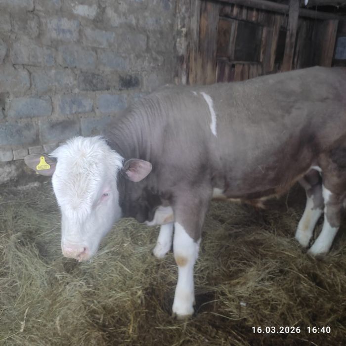 Продам быка на племя