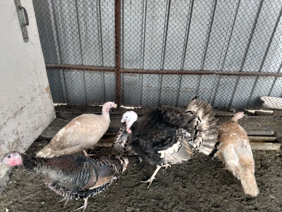 Продам индюков..