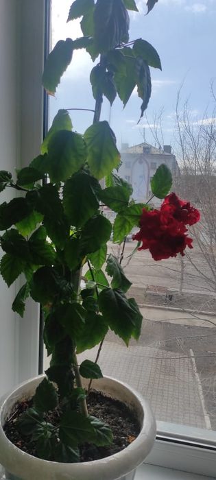 Комнатные растения гибискус