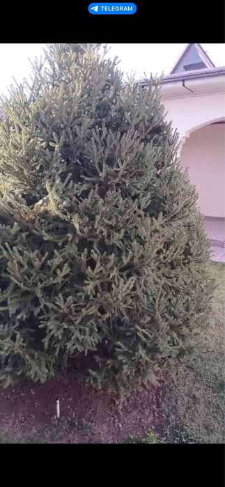 Арча  сотилади бўйи 6 метр эни 3 метр