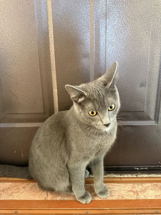 Отдам кота в хорошие руки