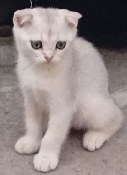 Срочно продаются шотландские котята серебряная шиншилла