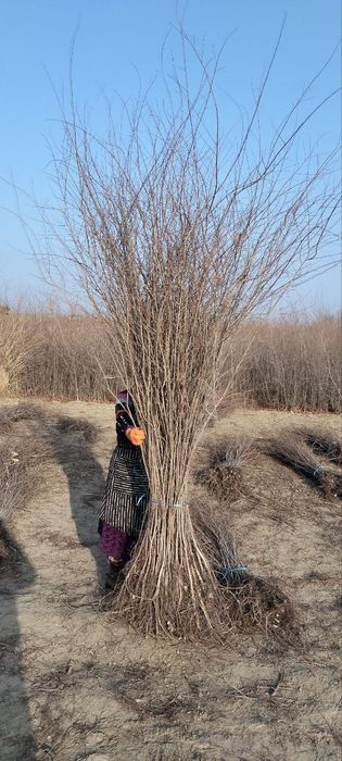 Oddiy gujum sotiladi OPTOM narxlarda