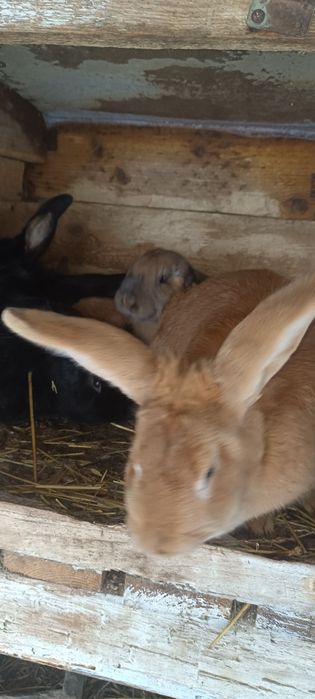 Продажа Кроликов