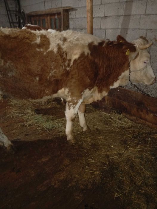 Vând vacă bălțată românească.