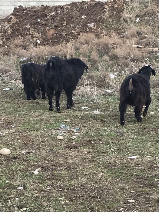 Козел теке еркек ешкі