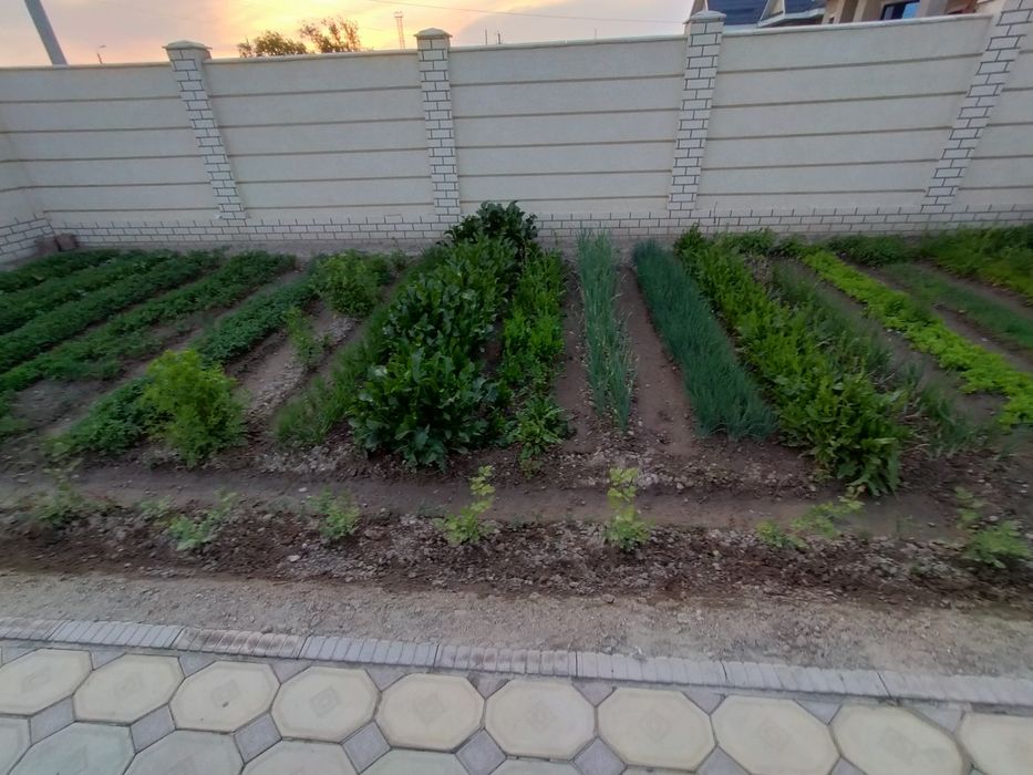 Продам Рассаду..