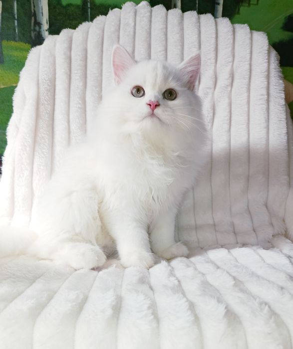 Продается шикарный крупный котенок, хайленд