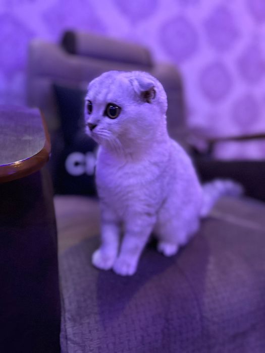 Диёр2017Биллура2015