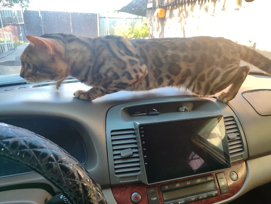 Бенгальские котята