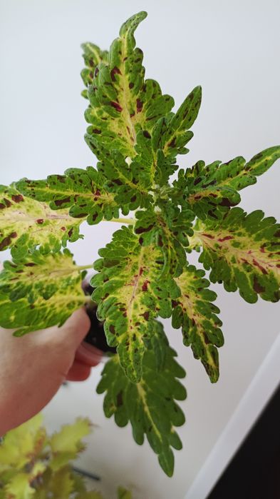 Комнатные растения