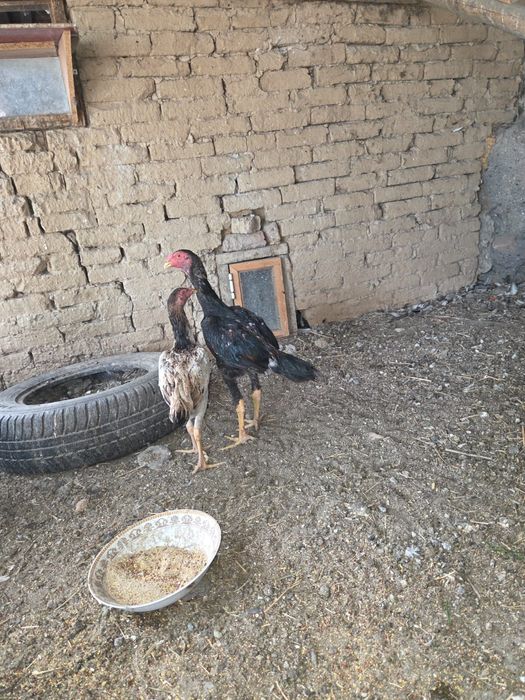 В продаже птица бойцовой породы