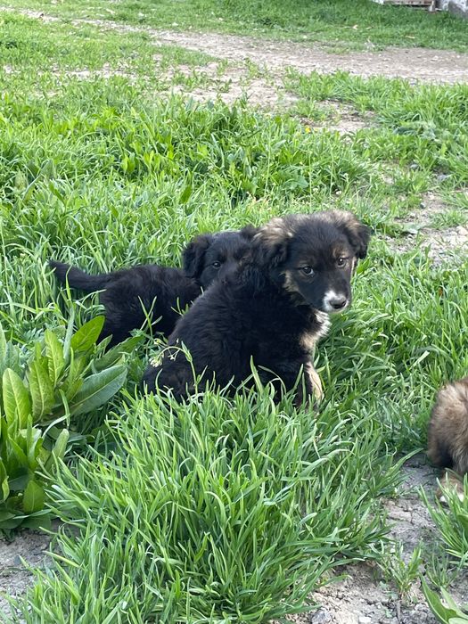 Щенки ( 2 девочек и один пацан)