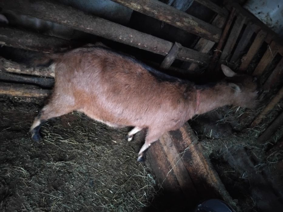 Vând două capre alpine franceze