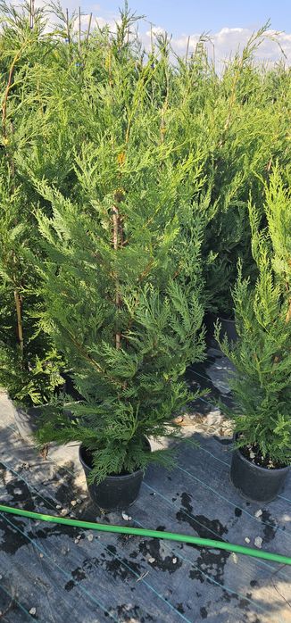 Cupressocyparis leylandii  - Photinia red robin  -