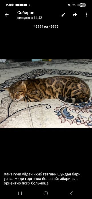 Бенгальские котята