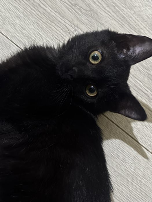 3х месячный котенок ищет дом