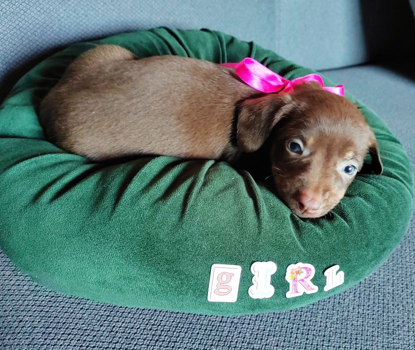 Caine Teckel Dachshund