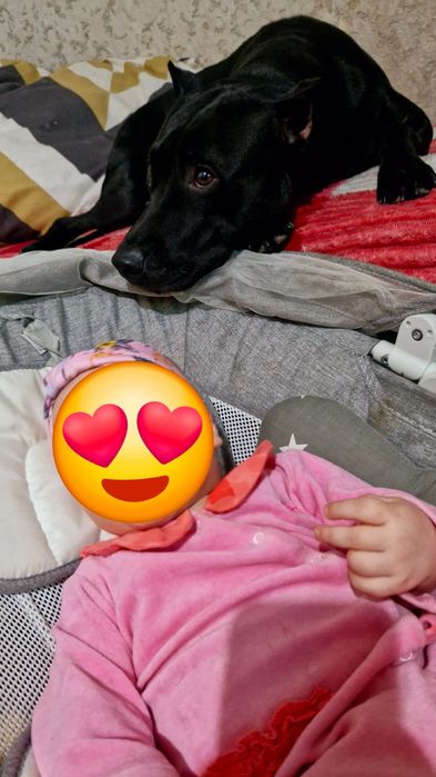 Продам Щенков Питбуля!