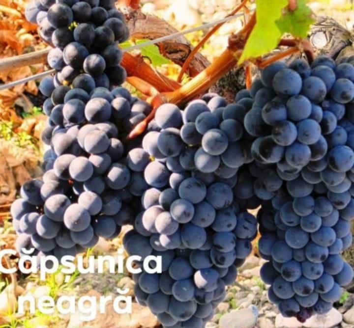 Butași de calitate anul 3 preț de producător