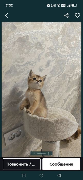 Шикарные котята  шиншилки