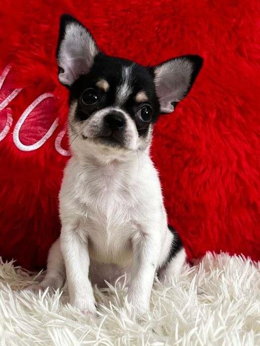 Чихуахуа кукольный мальчик