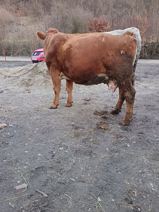 De vânzare vacă gestantă