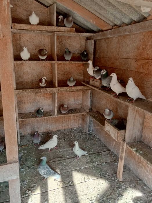 Porumbeii de vânzare