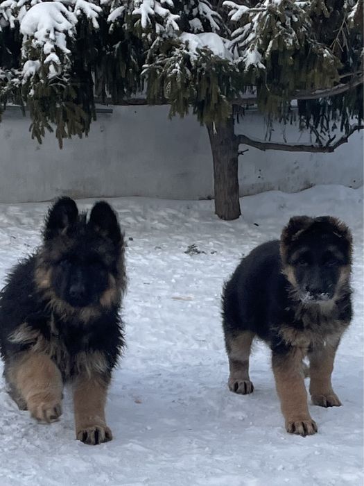 Щенки немецкой овчарки