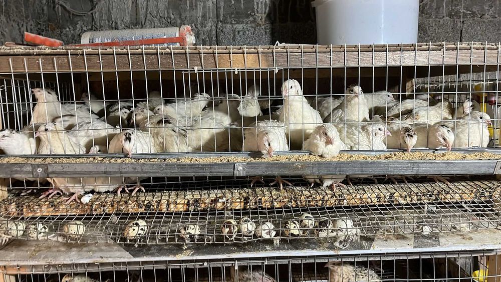 Инкубационнын перепелинные яйца