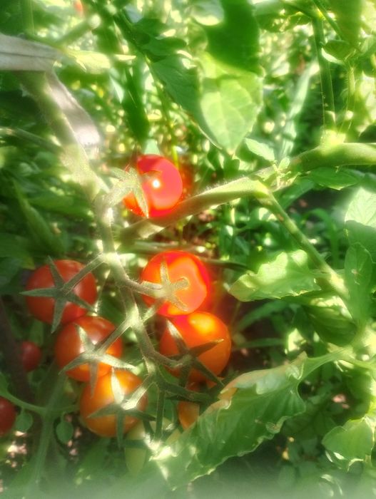 Продам огурцы  помидоры