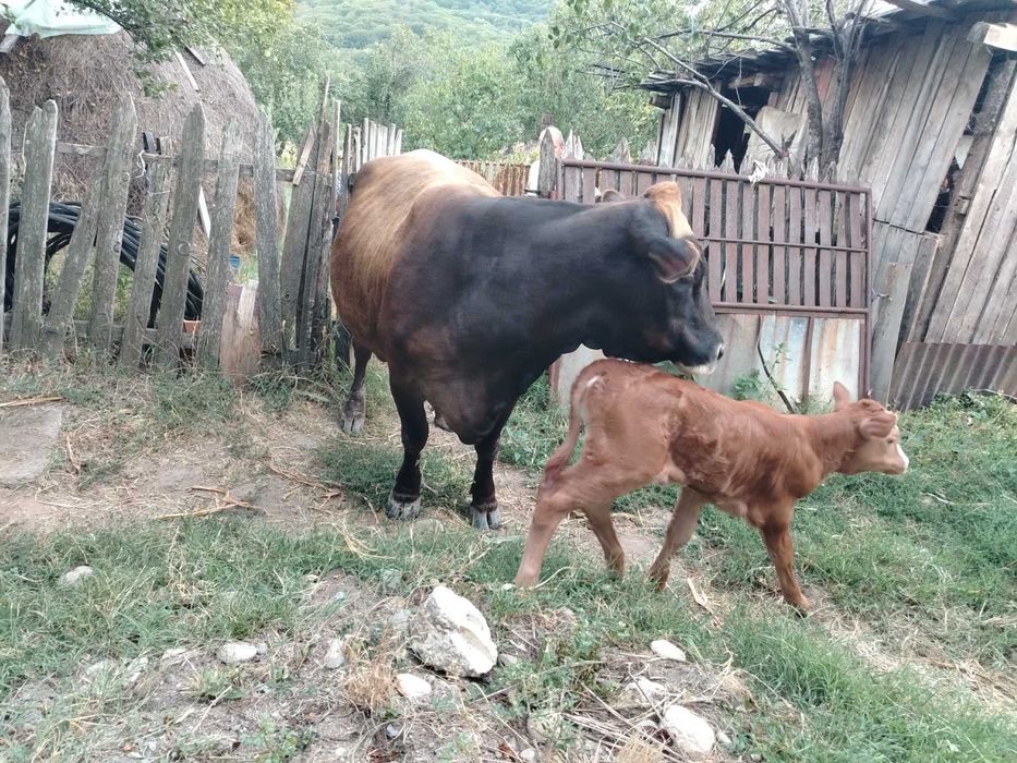 Vaca cu vițel de vanzare