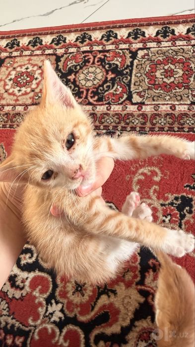 Отдам даром котят!