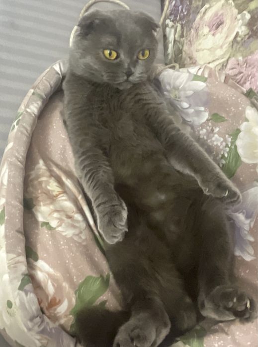 вязка кота вислоух!