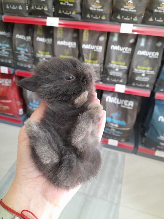 Декоративни мини зайчета