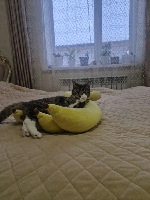 КоТиКи и КоШечКи Ждут люБяЩих хоЗяев