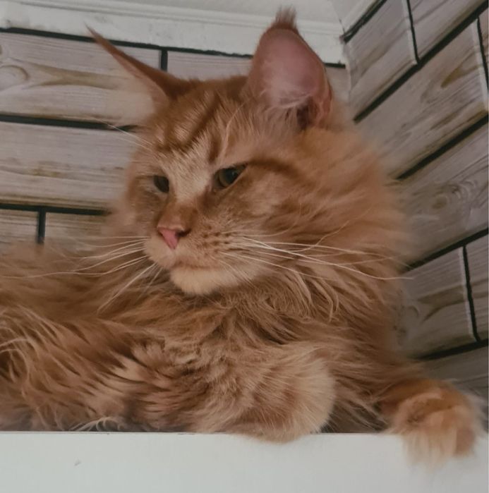 Красивый парень ищет мам и пап