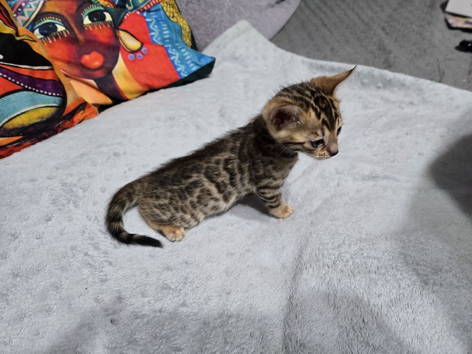 Продам котят бенгальские