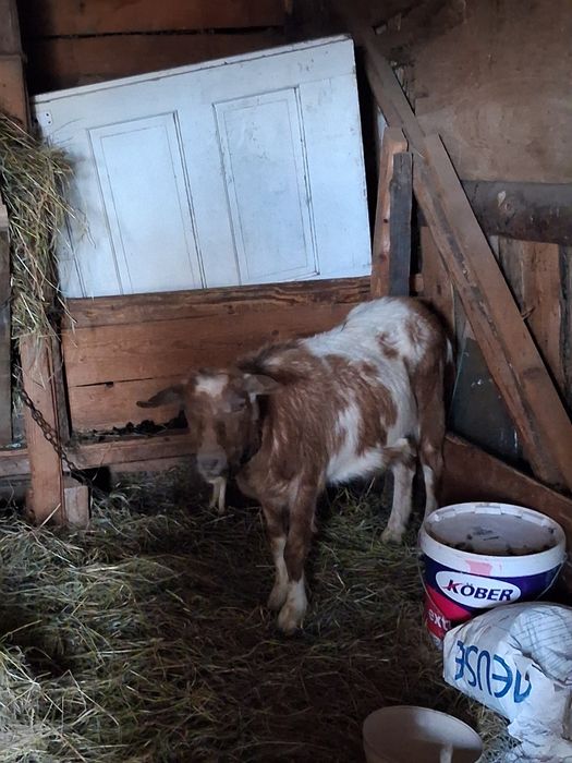 Vând 2 capre cu 4 iezi