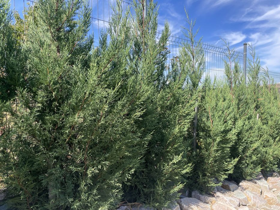 Leylandii 10–15 cm – răsaduri gard viu – de la 4 lei/buc.