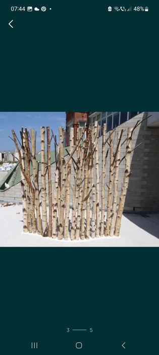 Trunchiuri mesteacan alb /  Riflaje  mesteacan/ Pom pentru pisici