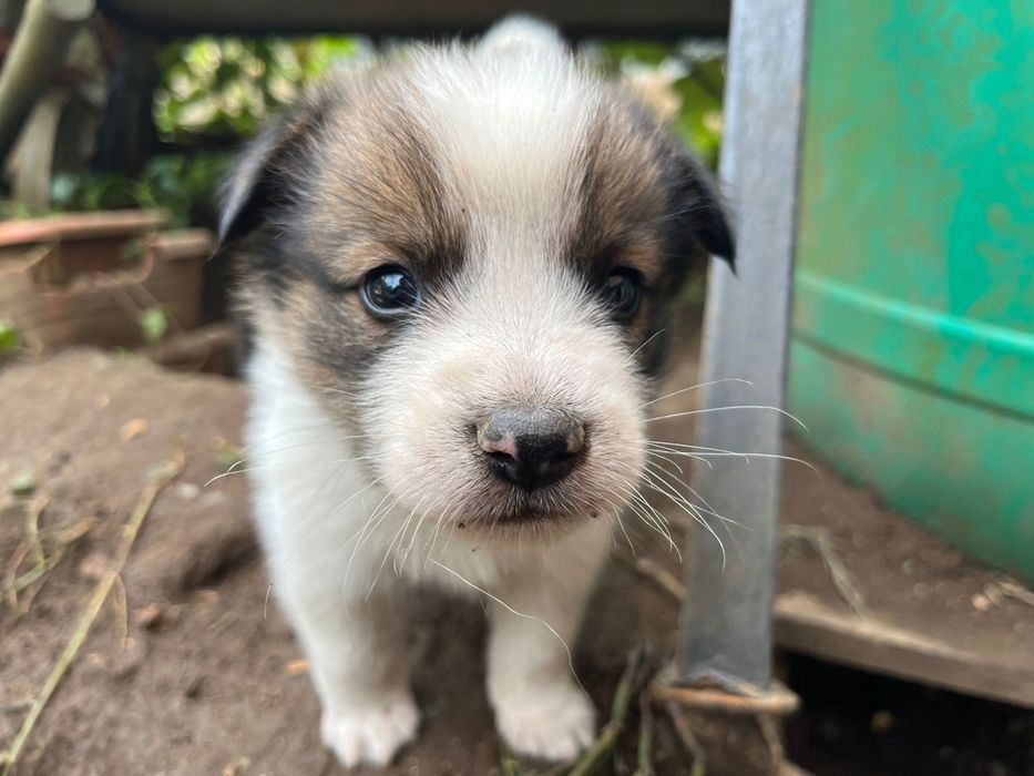 Pui de cățeluș, aproximativ 9 săptămâni
