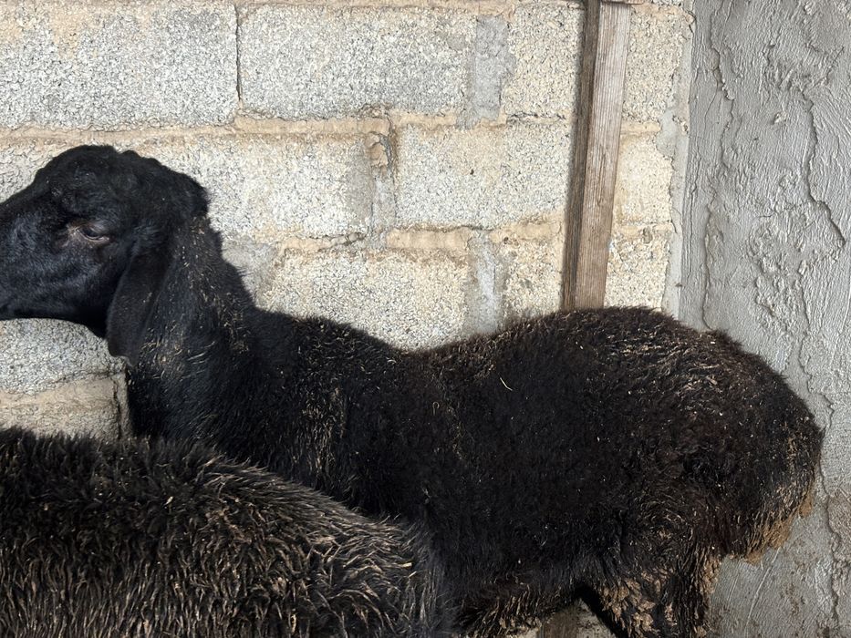 Бордақы қошқар сатылады