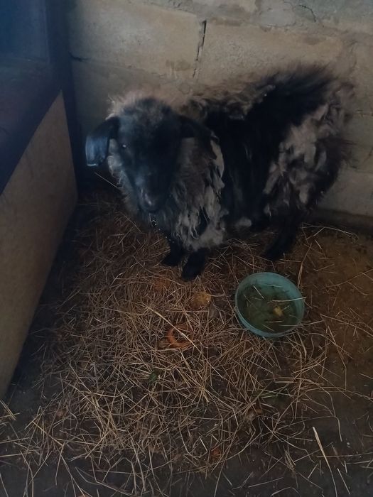 Животные козленок