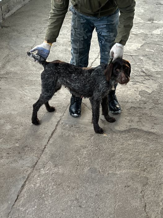 Продам дратхара сучка