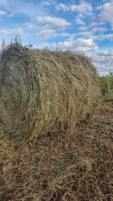 Продам сено рулон
