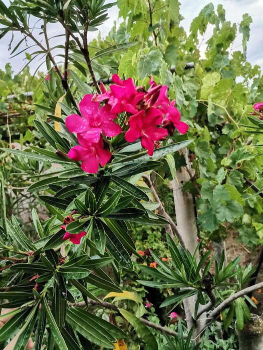 ПРОМОЦИЯ Зокум / Олеандър