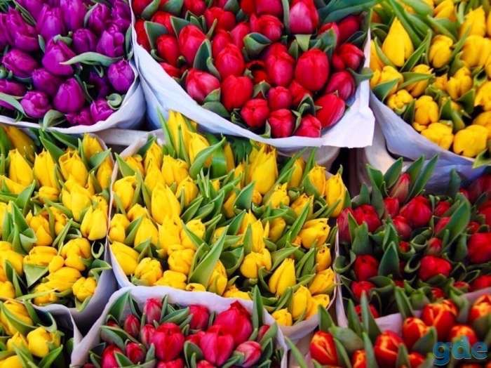 Продажа тюльпанов оптом в Астане