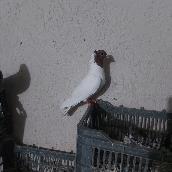 Кизилбас самец лет бой канкретна